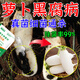 蘿卜病全清專(zhuān)用藥白青胡櫻病菌清防治霜霉腐黑斑病毒專(zhuān)用病菌立清 【8袋裝】殺菌廣譜保護治療