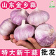 【超級低價(jià)】25年新曬山東紫皮大蒜頭干蒜特大優(yōu)質(zhì)蒜頭批發(fā)茶葉 大蒜5斤今年優(yōu)質(zhì)新蒜大果 1500g