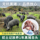 初土記無抗黑豬舌頭1個250g 林下放養(yǎng)1年 純糧散養(yǎng) 新鮮豬舌頭
