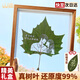 山迪樹(shù)葉雕刻定制照片生日禮物送女友老婆男生一周年紀念日葉雕擺件 梧桐葉-7寸相框(可代寫(xiě)賀卡)