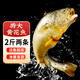 尚致冰鮮黃花魚(yú)青島新鮮大黃魚(yú)生鮮黃魚(yú)鮮活冷凍特大深海魚(yú)海鮮禮盒 特大黃花魚(yú)2斤/條【2條】