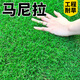 草籽草坪草種子10斤裝矮生四季青免修剪耐旱庭院公園球場(chǎng)高檔綠化 馬尼拉包衣10斤【工程耐旱】