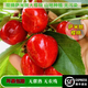 現(xiàn)摘山東煙臺薩米脫大櫻桃沙王沙蜜豆車?yán)遄釉袐D新鮮薩米托順豐JJ 3斤(凈重)  3斤 XL 24mm(含)-26mm(不含)
