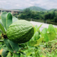 廣東香水檸檬 正品 一級果 帶箱10斤 廣東香水檸檬 一級果 帶箱10斤 帝王油綠