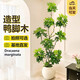 植男植女鴨腳木客廳盆栽八方來(lái)財(cái)室內(nèi)落地大型綠植DIY造型源頭直發(fā)