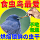 鳥用蟲子紅水尾鴝燕子伯勞鸚鵡斑鳩吃的蟲子高蛋白小零食面包蟲干 365ml 1罐