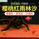 瘋狂水草（FKSC）櫻桃紅雨林砂5斤裝1.0-2.0mm魚缸造景底砂 魚缸底部沙石 魚缸底沙