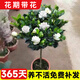 臨雅獨(dú)桿棒棒糖梔子花盆栽帶花苞大葉老樁梔枝樹(shù)苗牡丹四季開(kāi)花卉植物 棒棒糖造型梔子花（60-70cm左右）