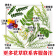 堇色時(shí)鮮拓印植物敲拓染鮮花新鮮綠植花草diy帆布袋方巾書簽擺盤裝飾花草 任意2樣花草【聯(lián)系客服備注】