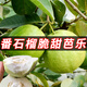 新鮮芭樂水果包郵白心硬番石榴軟心當(dāng)季整箱10斤應(yīng)季時令鮮果生鮮 5斤
