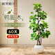 植男植女造型鴨腳木客廳大盆栽室內(nèi)鴨掌木八方來(lái)財(cái)落地大型植物源頭直發(fā)