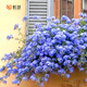 虹越（HONGYUE） 藍(lán)雪花盆栽花園陽臺垂吊裝飾花卉多年生易養(yǎng)耐熱觀賞期長 藍(lán)雪花 1加侖（10～15枝）