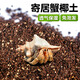 爬將軍寄居蟹椰土烏龜保濕墊材角蛙泥蝸牛土蜘蛛守宮苔蘚椰土 寄居蟹墊材 泡發(fā)椰土1020g