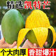 正宗小臺(tái)農(nóng)芒果 凱特芒果貴妃芒廣西桂七新鮮芒果水果包郵 凱特芒大果凈重4.5斤單果300g+