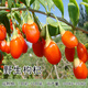 可之源枸杞苗紅枸杞樹(shù)苗寧夏枸杞大果枸杞樹(shù)當年結果野生紅枸杞盆栽地栽 野生枸杞原生態(tài)6年苗[當年結果] 30cm(含)-40cm(不含)