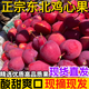 【順豐速運】東北雞心果龍豐果雞心小蘋果海棠果小沙果香妃海棠果 順豐到家 5斤