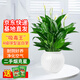 雙盟白掌綠植盆栽水培植物辦公室耐陰綠植桌面凈化空氣球形盆源頭直發(fā)