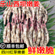 風車車農(nóng)場【順豐】四川樂山西壩嫩姜 紅芽嫩姜 新鮮仔姜 腌制生姜 醋泡姜 1斤 （泡沫箱裝）