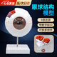 凌云鶴眼球模型眼睛構(gòu)造人體眼球結(jié)構(gòu)模型仿真6倍放大解剖教學(xué)儀器 6倍放大可拆卸款 帶手寫數(shù)字標(biāo)識 【6倍放大，標(biāo)識清晰，可拆卸易拼裝】