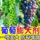 植翠葡萄膨大劑肥?；ū９鎏鸱懒雅蚬衿麝?yáng)光玫瑰夏黑巨峰專(zhuān)用肥料 葡萄膨大劑【可打18畝】買(mǎi)2發(fā)3