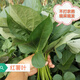 紅薯葉地瓜葉自家種植不打農(nóng)藥新鮮采摘現(xiàn)采現(xiàn)發(fā)藥食兩用500g 1000g