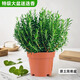 開(kāi)時(shí)果 大盆迷迭香盆栽可食用煎牛排 薄荷葉新鮮驅蚊綠植物源頭直發(fā)包郵 【大苗】迷迭香1盆/20-25cm-原盆原土 基地直發(fā)&可食用