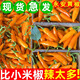 文枝正宗永安黃椒小米辣泡剁新鮮特辣農(nóng)家福建特產(chǎn)永安黃椒辣椒 1斤