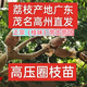 廣東高州直發(fā)荔枝高壓圈枝苗桂味冰荔無核白糖罌仙進(jìn)奉糯米糍掛綠 桂味（請認(rèn)準(zhǔn)高州正宗純甜桂味） 直徑2-3公分（帶土帶葉子）