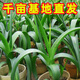 多年生虎眼萬年青盆栽種球綠植海蔥東北旱三奇長(zhǎng)白山中草藥可食用 虎眼萬年青球莖三年生3棵 裸根不帶土不帶葉發(fā)貨