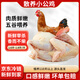崠鮮小公雞1.6-1.8斤*1只 童子雞 新鮮冷凍雞肉生鮮 源頭直發(fā) 