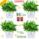 小冤家綠蘿盆栽室內(nèi)花卉綠植綠籮水養(yǎng)花卉盆景桌面辦公客廳水培大葉綠色 180#早安吸水盆【4盆】肥料2包