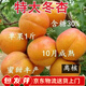 聽(tīng)雪樓冬杏樹(shù)苗特大杏子苗十月晚熟耐寒耐旱盆栽地栽南北方種植當年結果 6年精品苗【分叉樹(shù)形好】1顆 冬杏樹(shù)苗