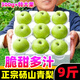 黃六爺正宗碭山新鮮翠玉青冠梨當(dāng)季新鮮水果9斤青皮梨酥梨整箱香梨雪梨 3斤【碭山直發(fā)】 大果【單果260g+】脆甜多汁