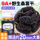 草木方 野生桑葚干650g 無(wú)沙黑桑椹子即食精選2cm以上泡水酒養生茶