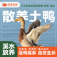 四海迷購(gòu) WE SPACE WE SHOP土麻鴨農(nóng)林散養(yǎng)走地鴨生態(tài)麻鴨 鴨新鮮整只土鴨煲湯食材 麻鴨1000g*2只
