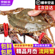 【活蟹】舟山梭子蟹鮮活特大野生大公蟹螃蟹新鮮海蟹飛蟹白蟹海鮮 4斤大號(hào)4-6兩/只】保鮮肥
