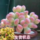 MPPMCK熊掌多肉植物熊童子【錦】網(wǎng)紅新款迷你小多肉陽臺桌面小盆栽室內(nèi) 高品質(zhì)變色粉熊30-40葉 后期純粉 含盆