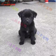 旺園興中華田園犬混血活體小土狗混血幼犬黑狗黃狗看家犬 田園級(jí) 黑色 公-品相隨機(jī)不支持挑選