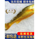 大東島半野生大黃魚(yú)黃花魚(yú)海鮮水產(chǎn)黃魚(yú)鮮凍送人禮品順豐包郵 1.1-1.3斤/條 5條裝