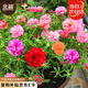 北蔬 太陽(yáng)花種子苗重瓣混色四季種開(kāi)花草花種籽 卓脆太陽(yáng)花種子3萬(wàn)粒