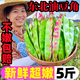 正宗東北油豆角現摘新鮮5斤黑龍江一點(diǎn)紅油豆角九月青整箱包郵10 5斤
