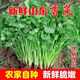 山東新鮮香菜露天農(nóng)家自種小香菜火鍋調(diào)味蔬菜整箱批發(fā)順豐包郵 香菜3斤【三口之家嘗備】
