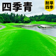 草籽草坪草種子10斤裝矮生四季青免修剪耐旱庭院公園球場(chǎng)高檔綠化 混播四季青10斤【耐旱免修】