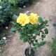 傾顏扶?；ㄅ柙灾匕晁募揪G植朱槿牡丹芙蓉花盆栽庭院花卉盆栽綠植花苗 黃色扶桑 4年苗當年開(kāi)花