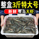 海之幫新鮮青島大蝦超大蝦凍蝦白蝦鮮活冷凍對蝦大號青蝦海鮮批發(fā) 15-17厘米鮮活速凍 3斤(凈重)