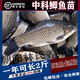 中科五號鯽魚(yú)苗黃金鯽魚(yú)工程湘云鯽土鯽淡水養殖食用活體大草魚(yú)苗 【中科鯽魚(yú)苗2-4cm】500條送20%防損