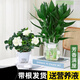 綠有意觀音竹富貴竹水培植物帶根花卉綠植綠蘿室內(nèi)盆栽轉運竹子水養(yǎng)好養(yǎng) 芳香滿屋】觀音竹冬瓜+梔子花