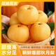 山東秋月梨正宗中秋新鮮水果生鮮梨子 精品果 凈重4.5斤 單果300g+