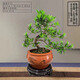 詩甲雀舌羅漢松真柏老樁盆景四季常青好養(yǎng)植物送禮盆景耐寒室內(nèi)外盆栽 羅漢松S造型+紫砂盆+底座