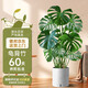 植男植女大型植物發(fā)財各種盆栽開(kāi)業(yè)喬遷客廳辦公室內好養花卉  叢生龜背竹